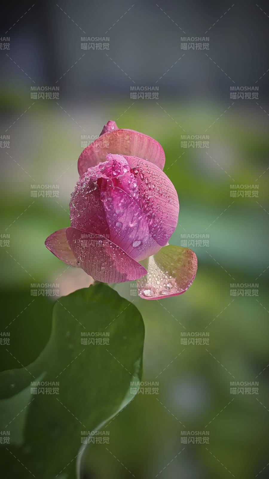 雨后荷花 清新綻放