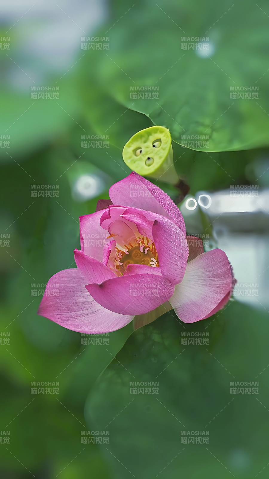 雨后荷花 清新綻放