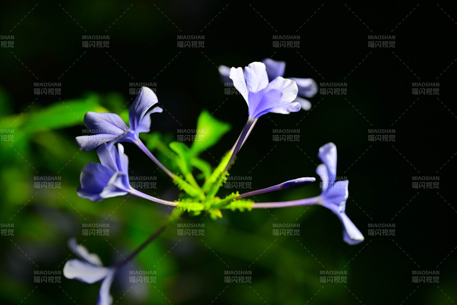 紫色小花在綠葉間綻放
