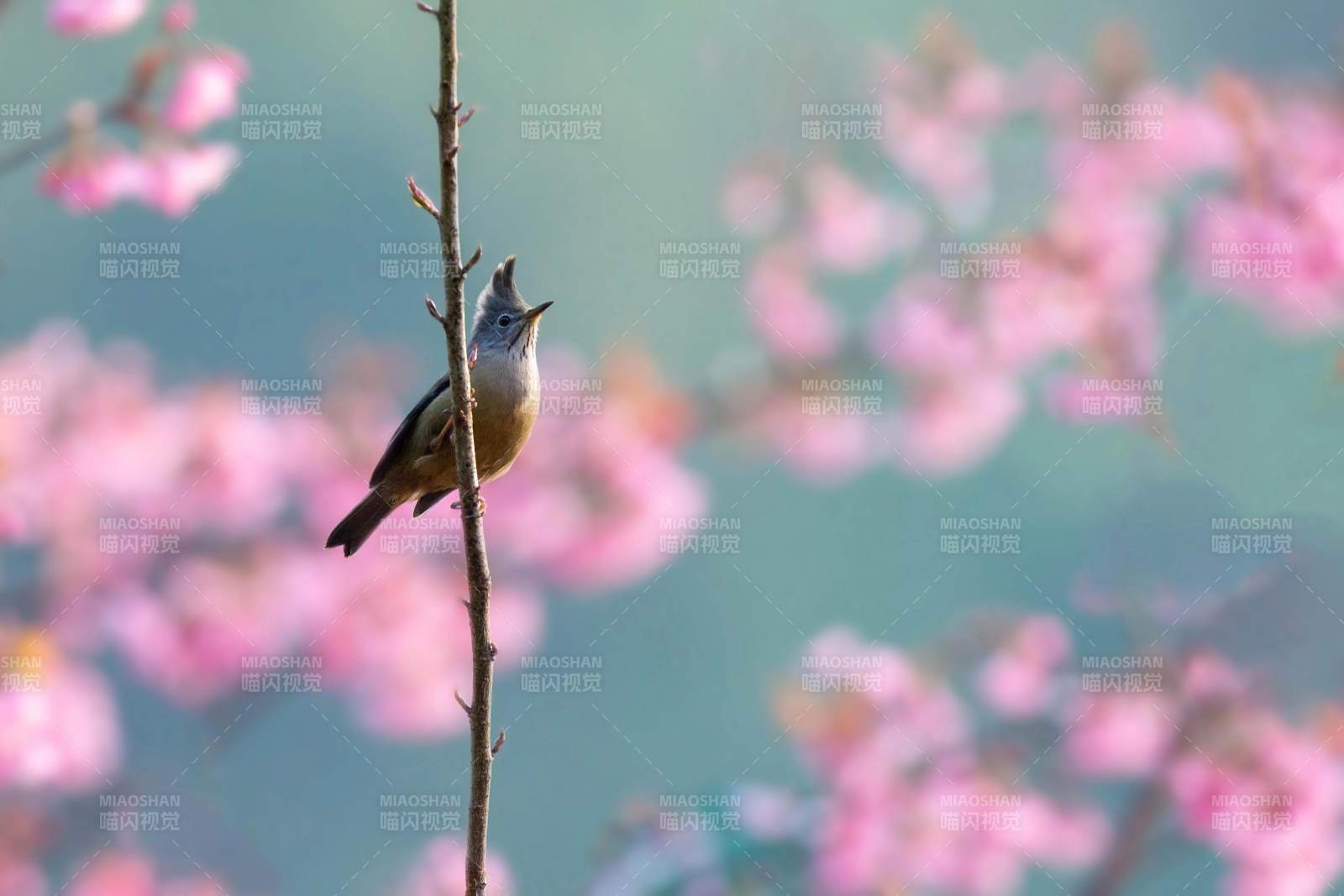 春日鳥鳴花間景 (紋喉鳳鹛)