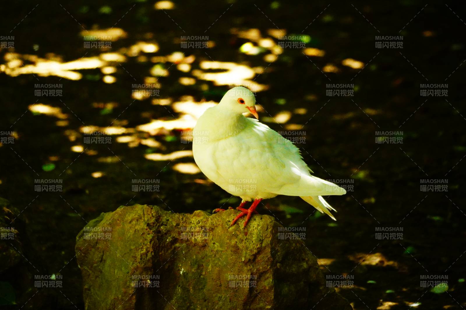 陽光下的白色鴿子