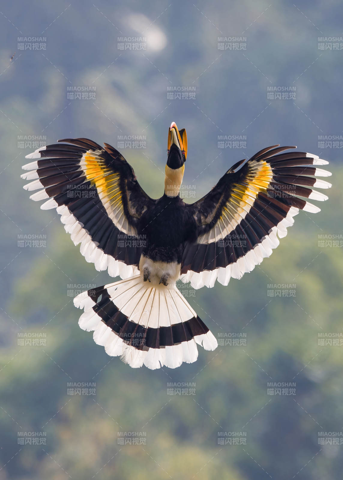雙角犀鳥