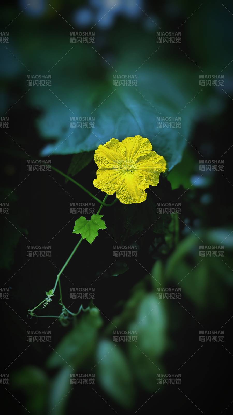 黃花綠葉 自然之美