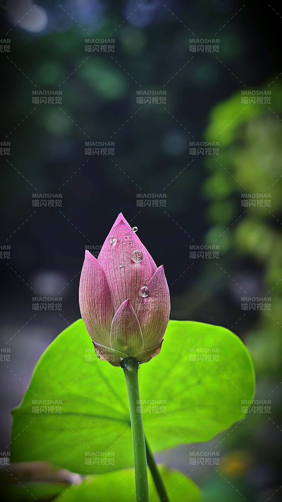 雨后荷花含苞待放