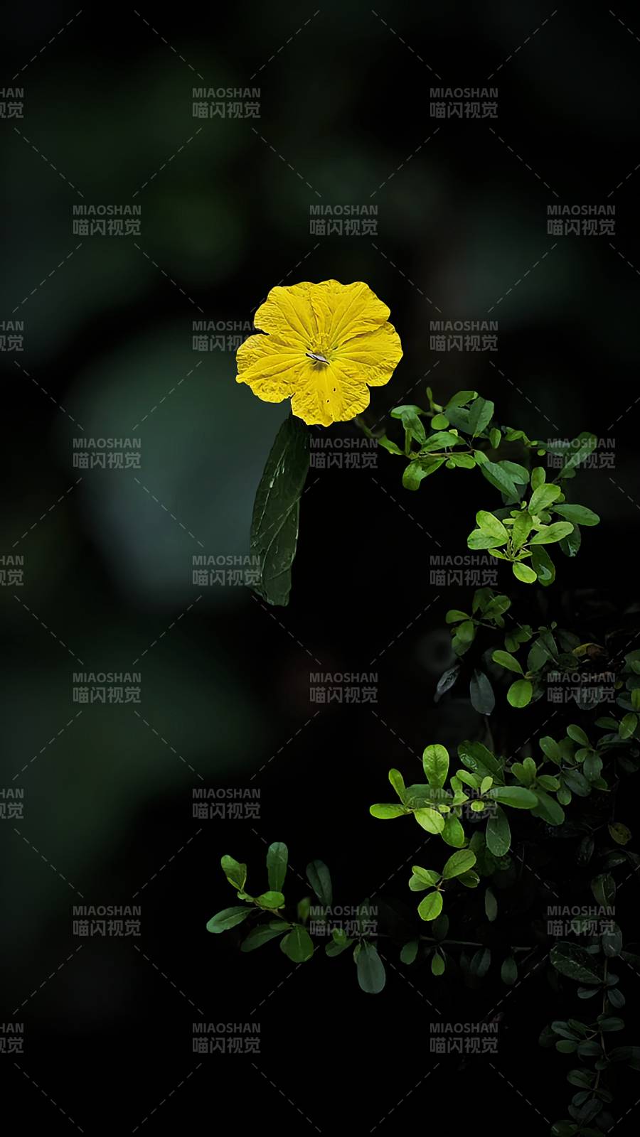 孤黃花在綠葉中綻放