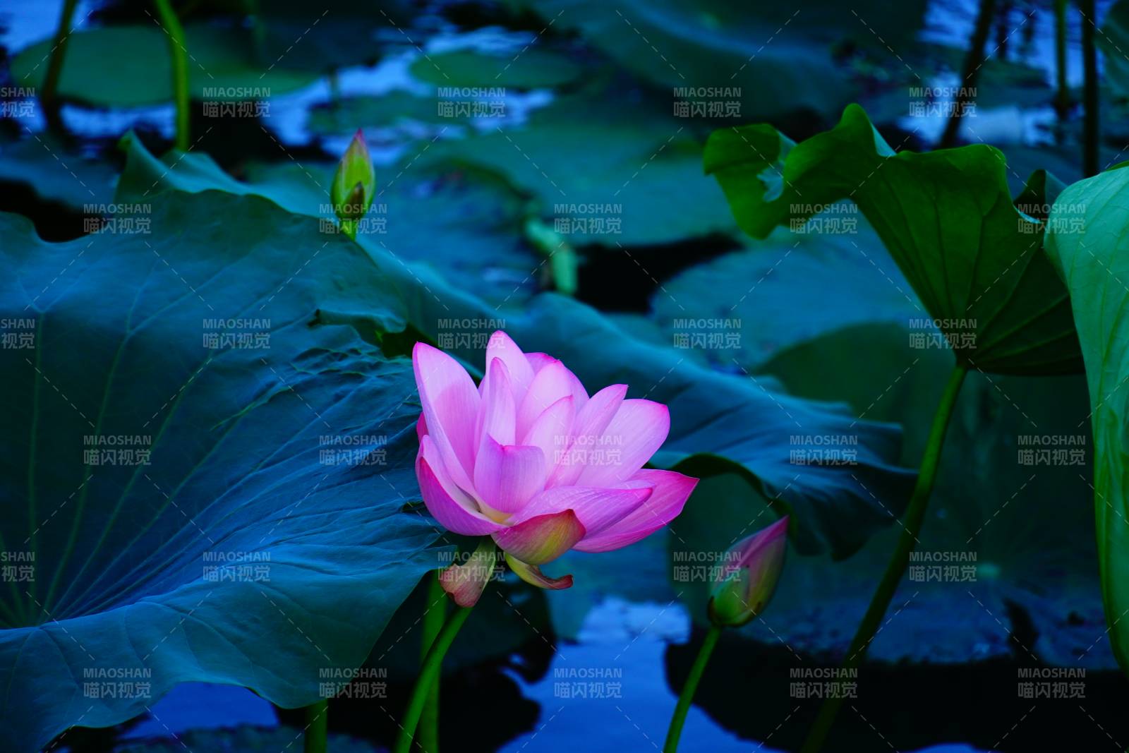池中蓮花靜謐綻放