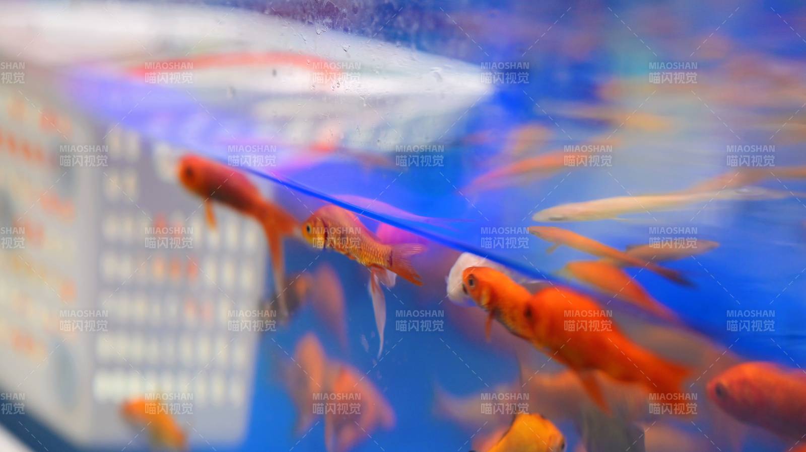 水族箱中的金魚(yú)游動(dòng)