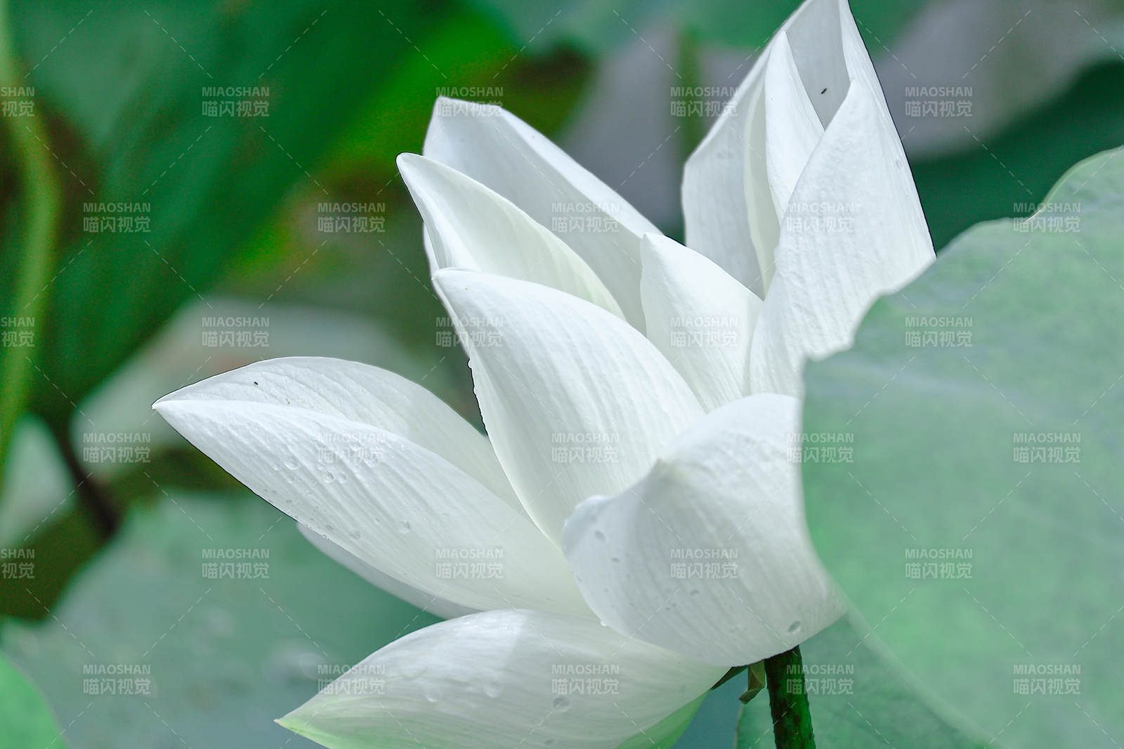 潔白蓮花靜謐綻放