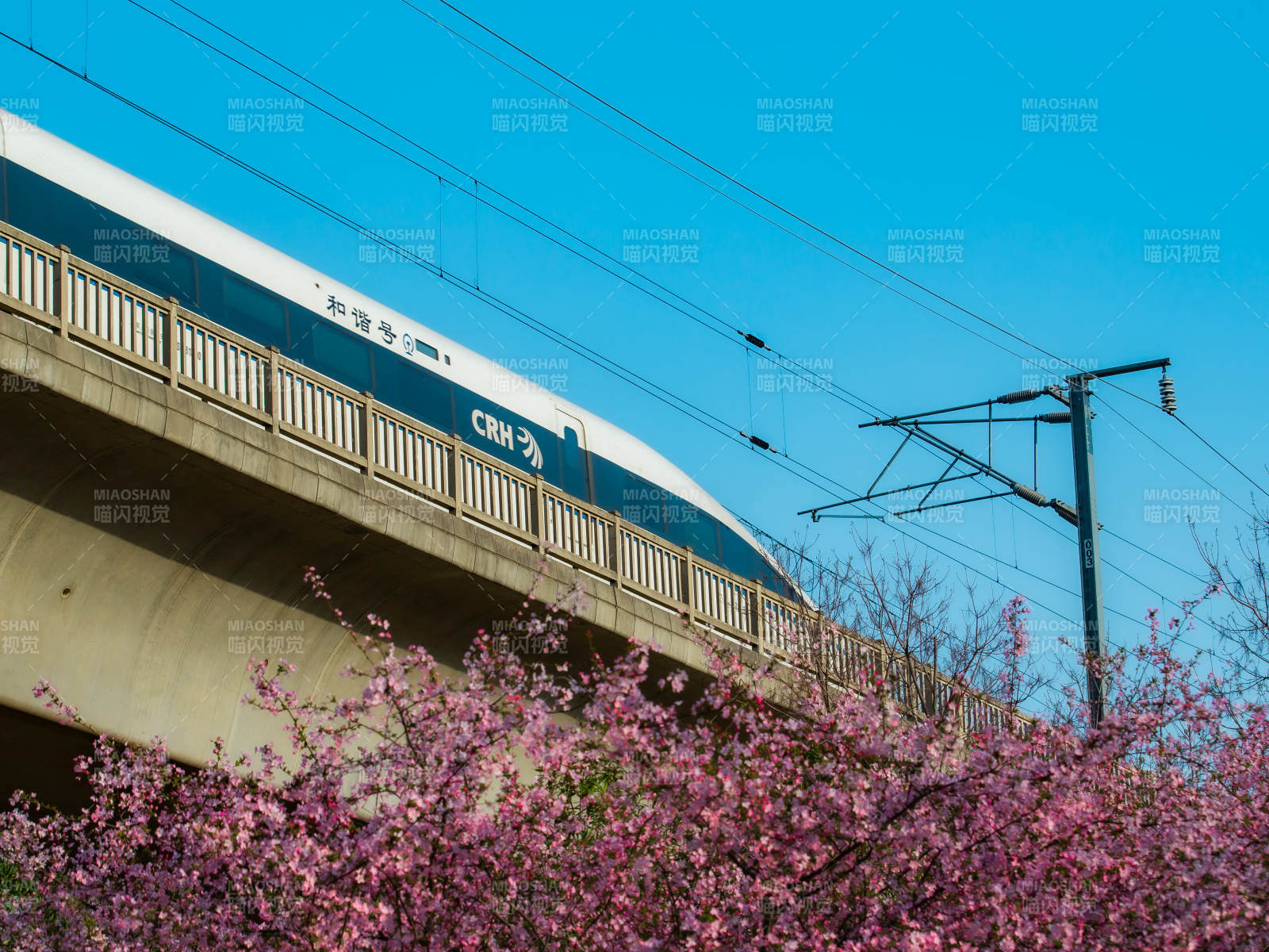 高鐵穿花海 春意濃情景