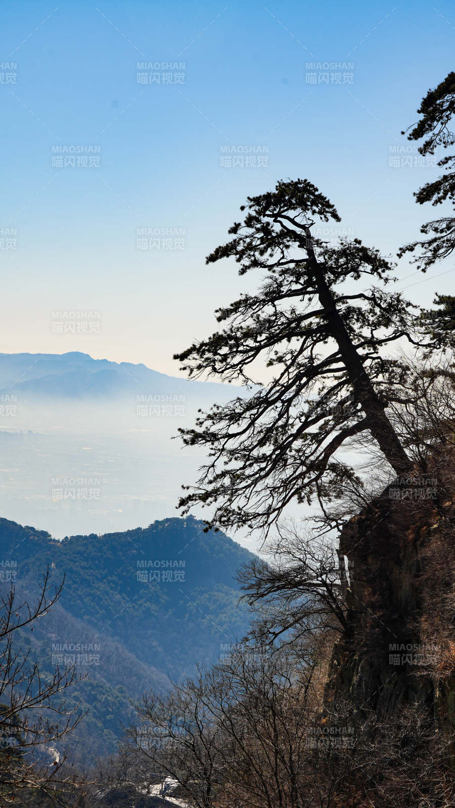 泰山山巔松樹 遠眺云海