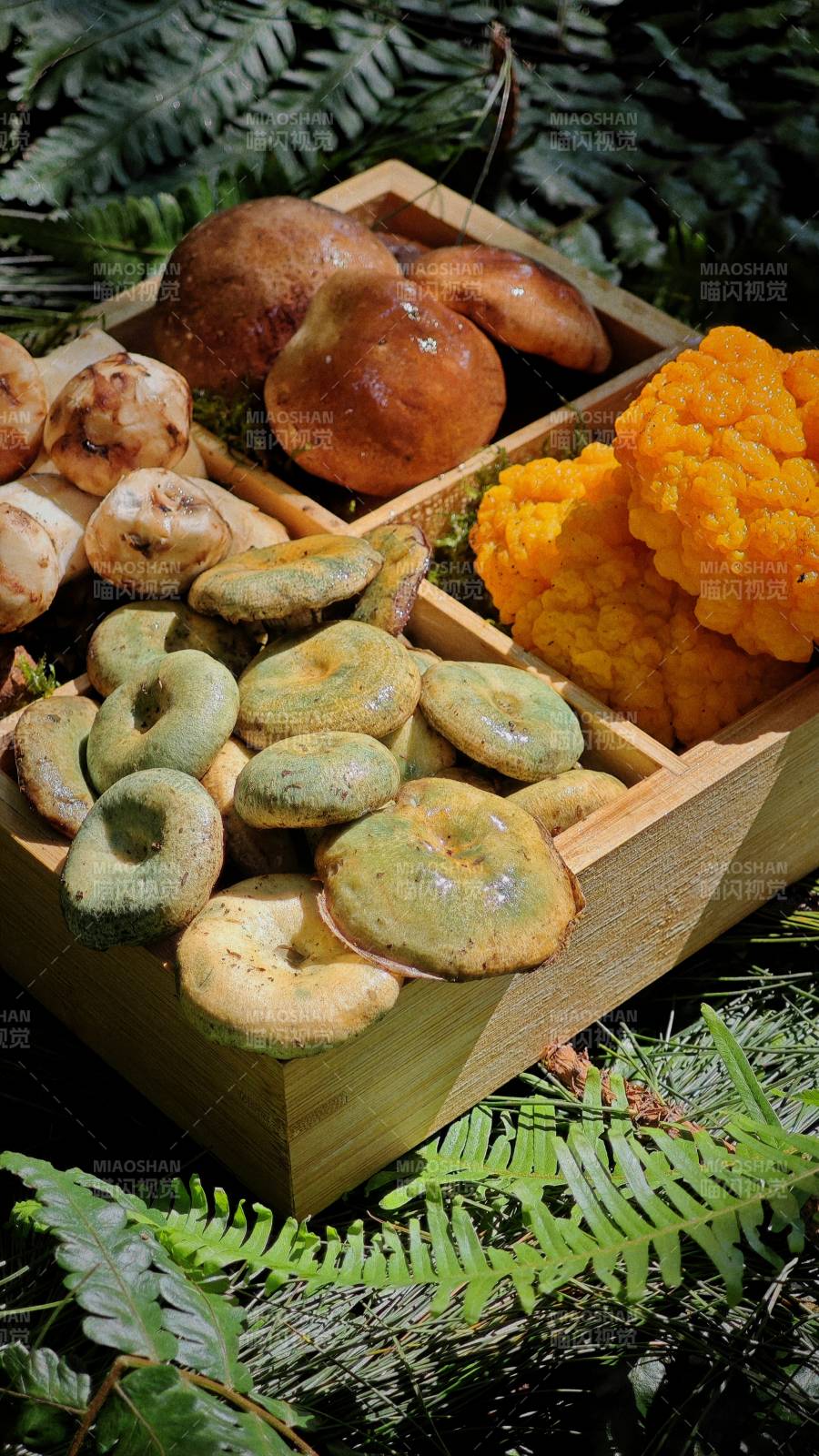 森林珍菌 自然饋贈