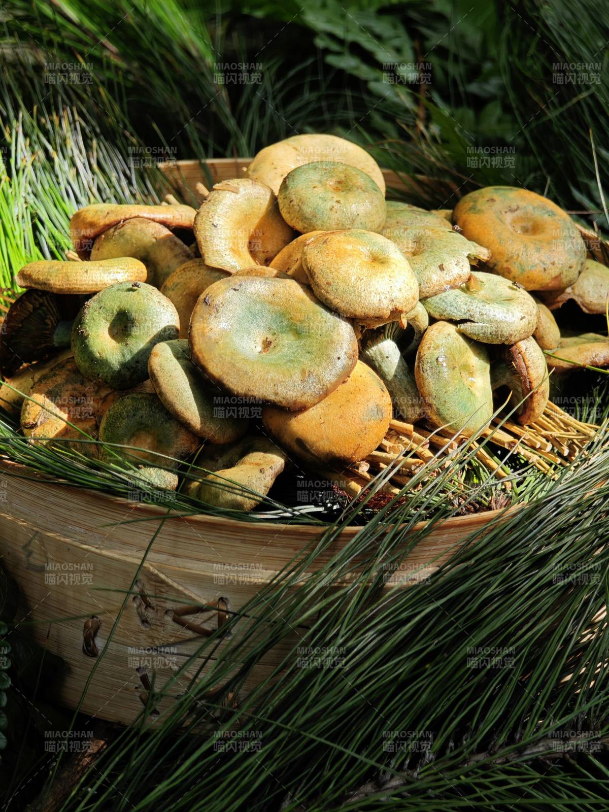 籃子里的野生青頭菌