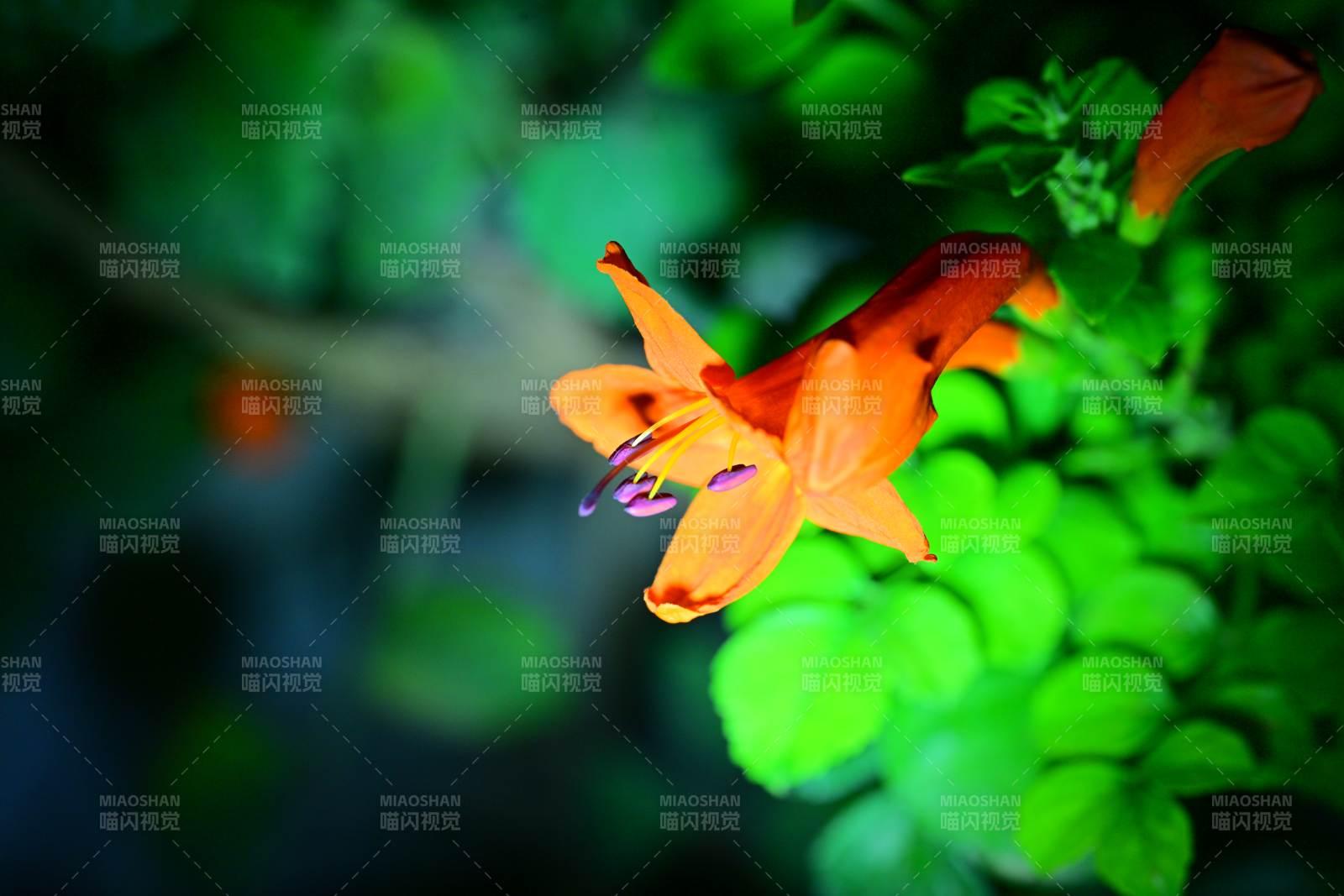 橙色花朵在綠葉中綻放