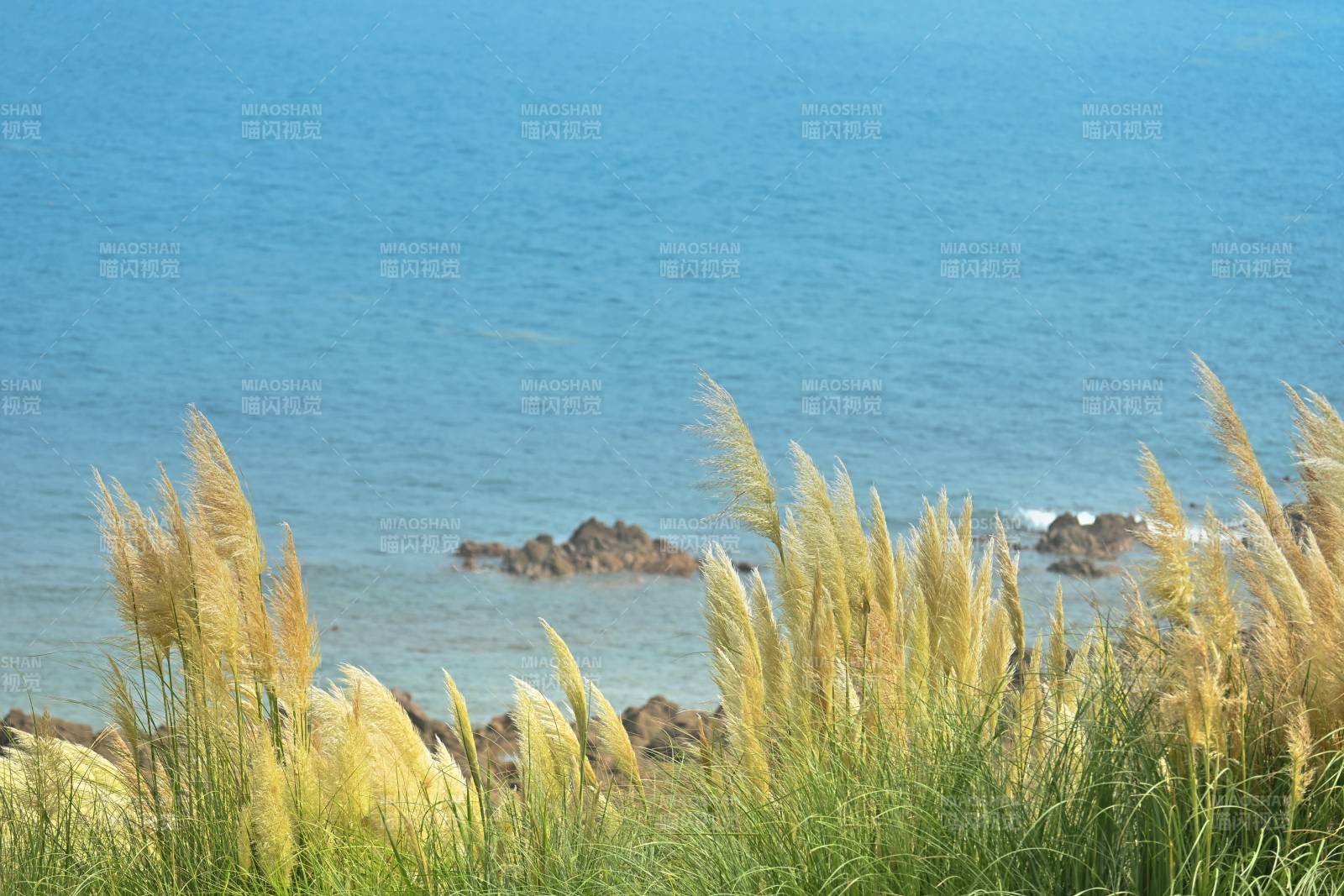 海邊蘆葦隨風搖曳