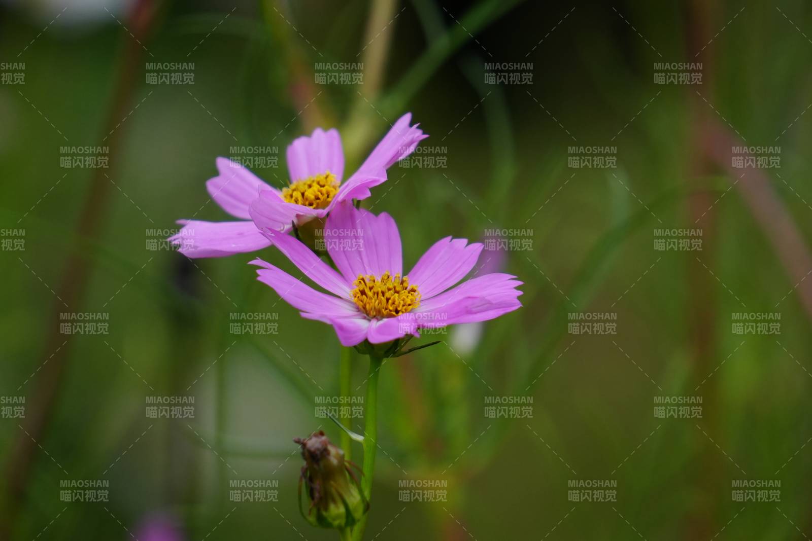 粉色小花在風中搖曳