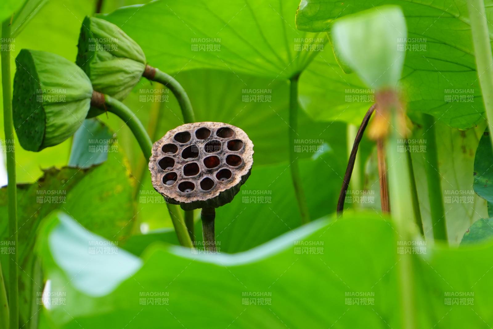 蓮蓬與綠葉的自然之美