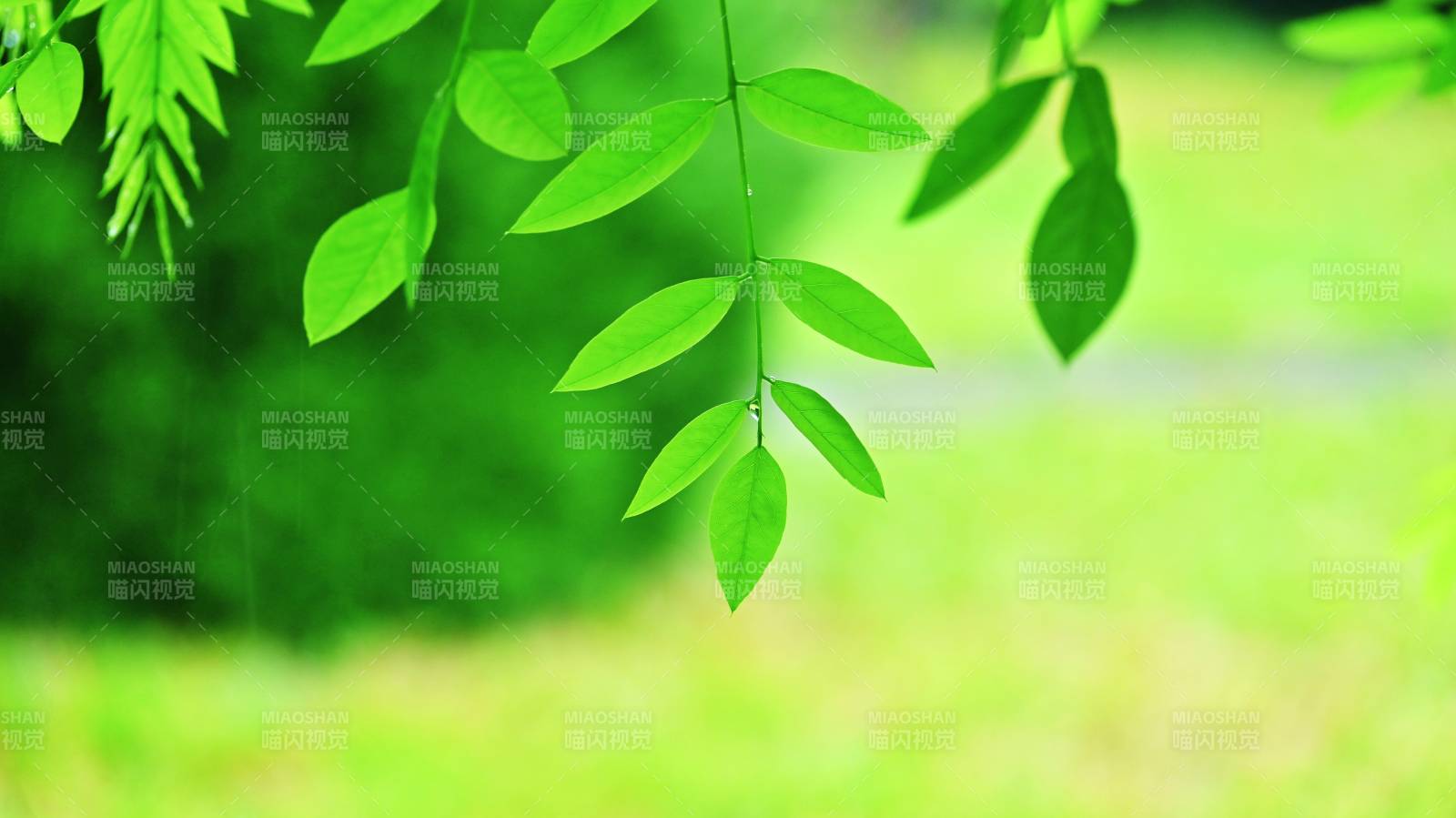 綠葉滴露 清新自然