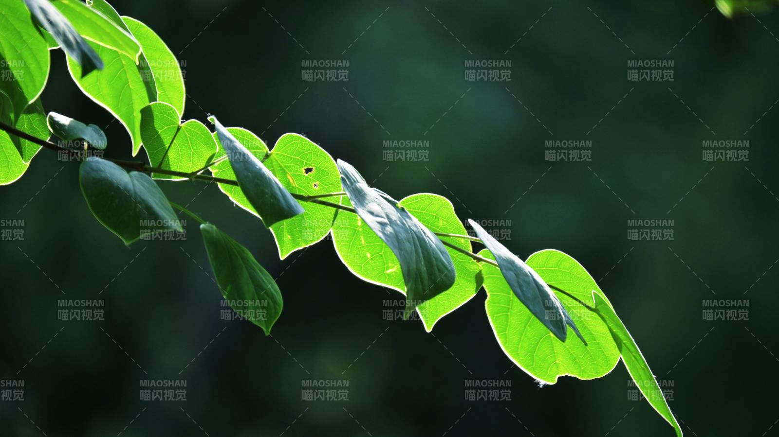 綠葉輕舞 自然之美