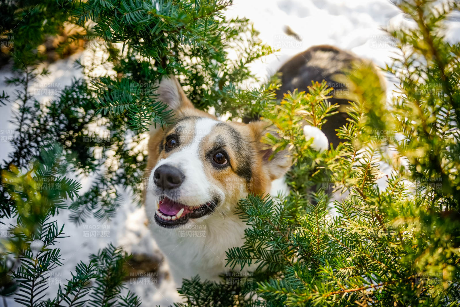 雪中探頭的狗狗