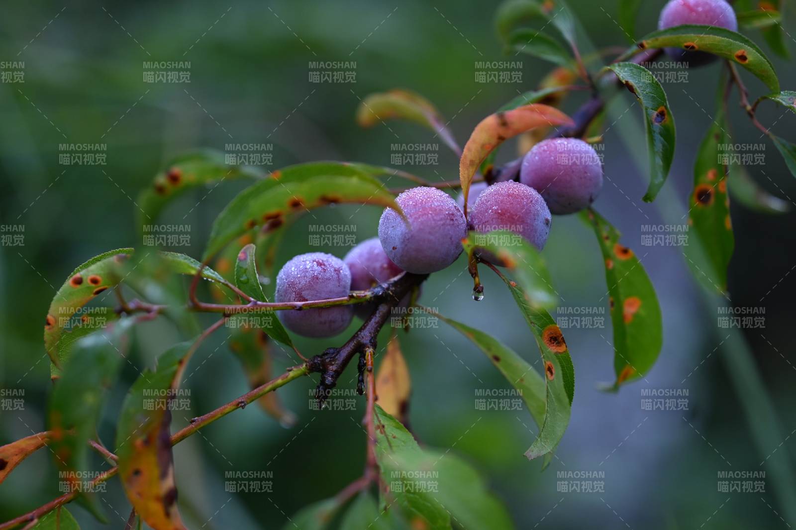 枝頭紫果 秋意濃情