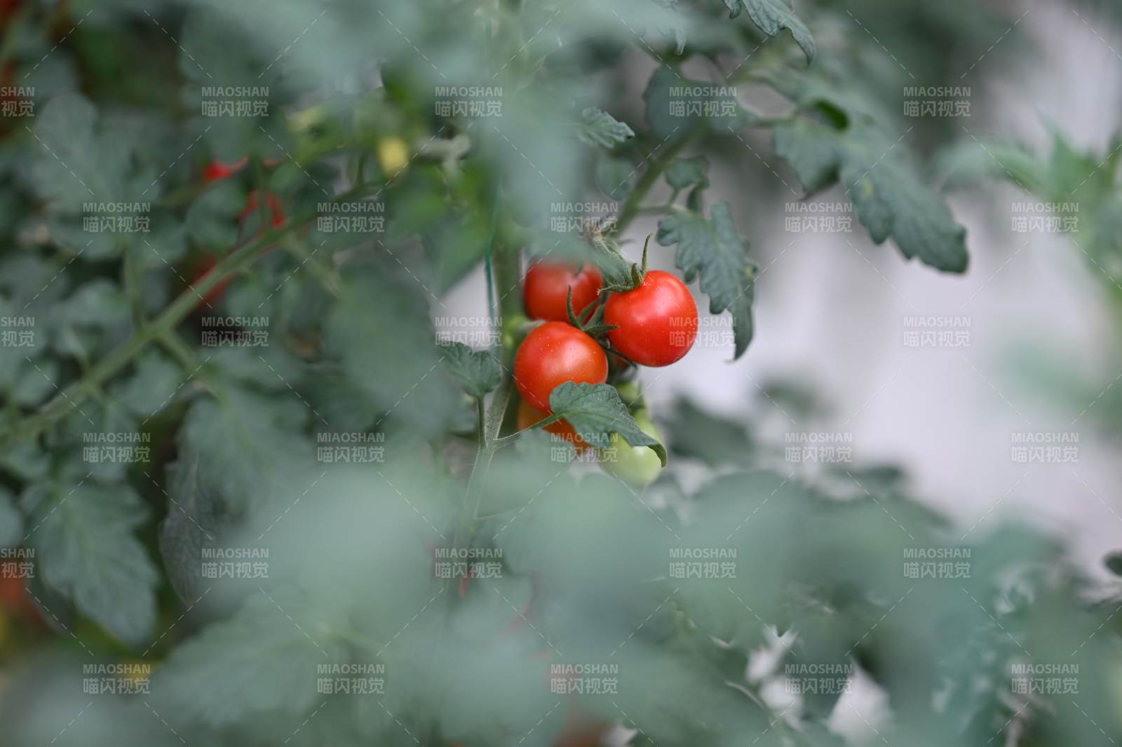枝頭上的小番茄