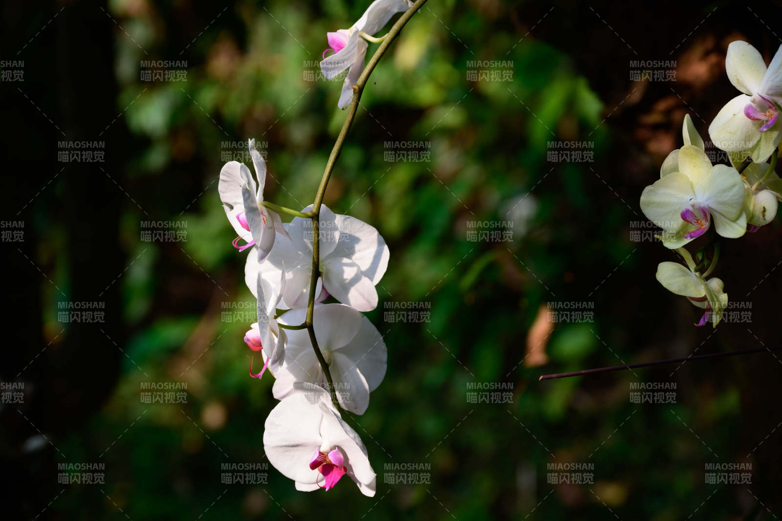 白色蘭花的優雅綻放