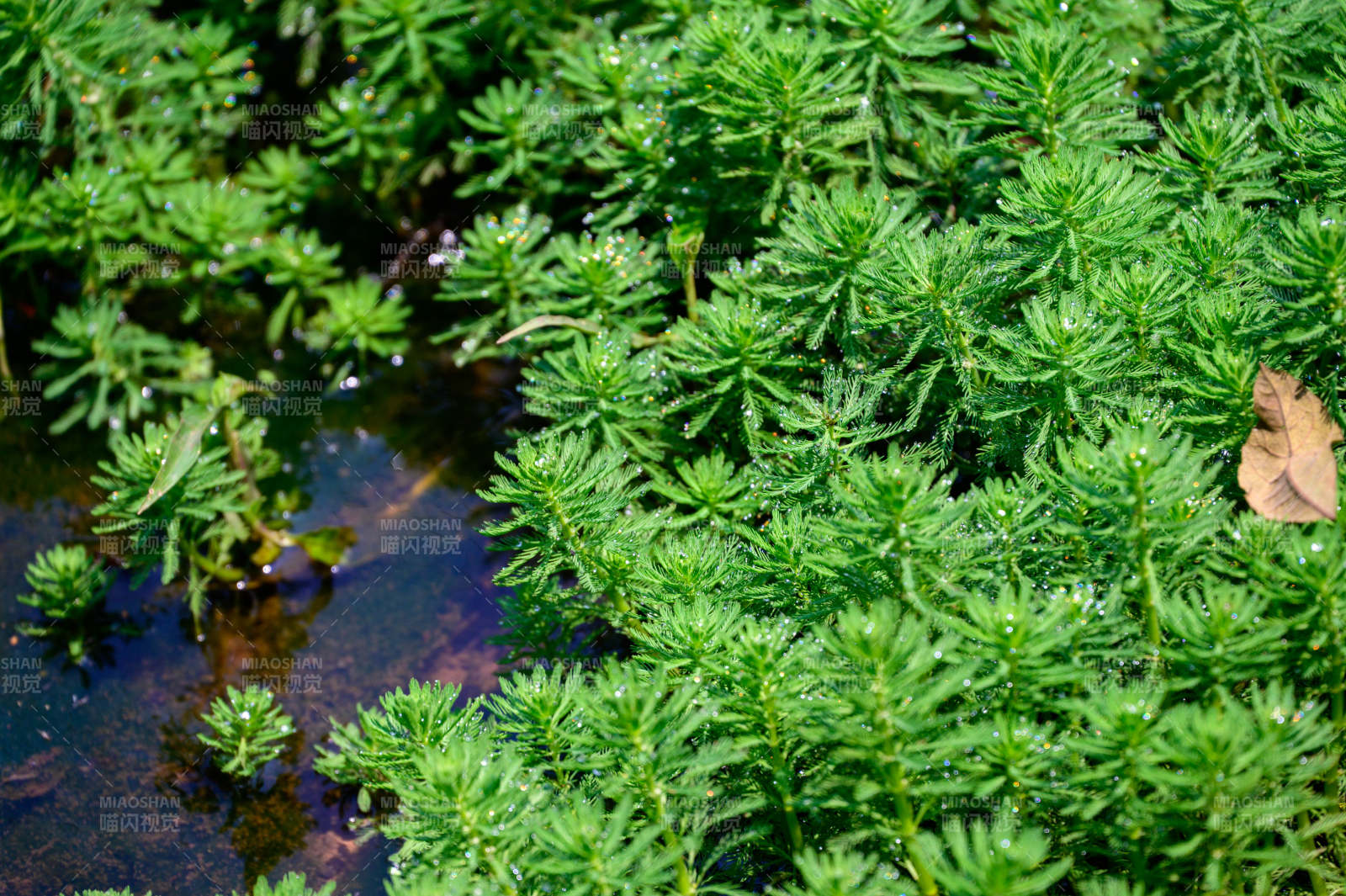 水生植物的綠色世界