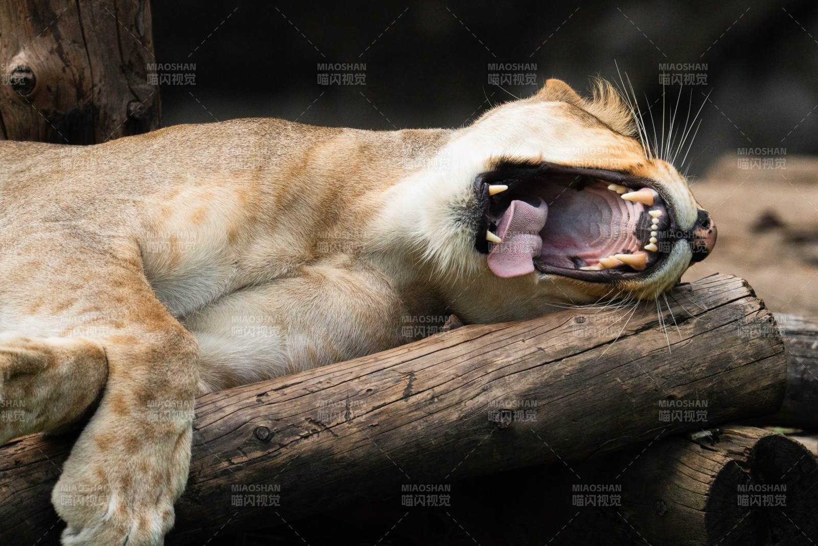 獅子張嘴打哈欠