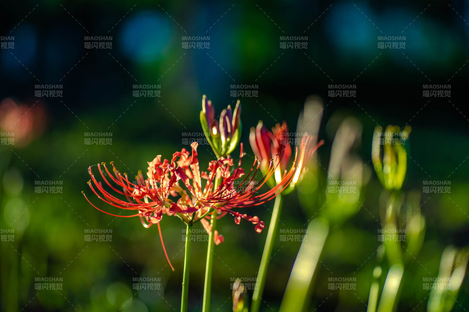 秋日紅花映綠葉