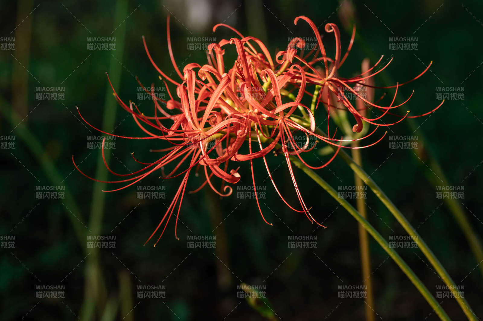 紅色彼岸花的美麗綻放