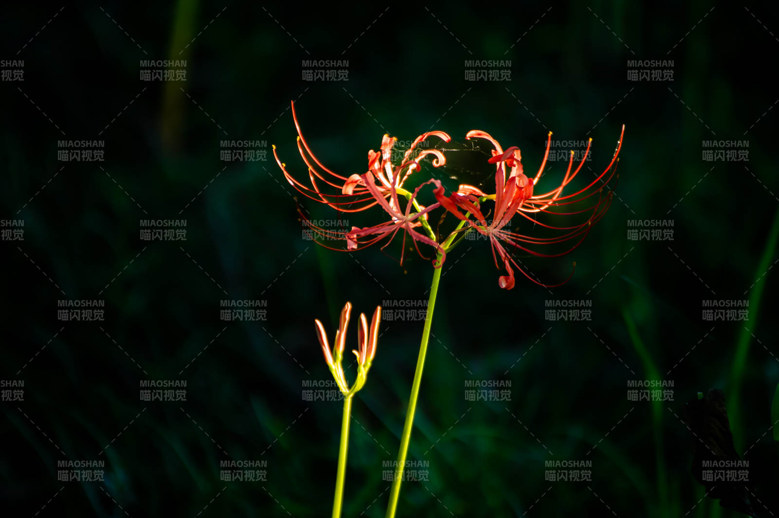 夜色中的紅色彼岸花