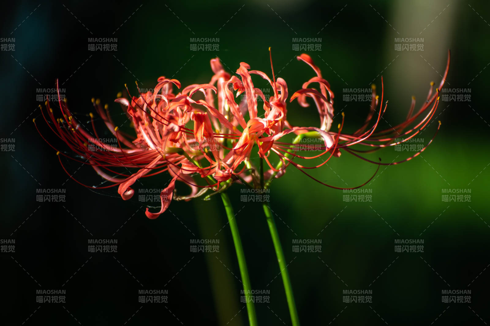 彼岸花的美麗瞬間