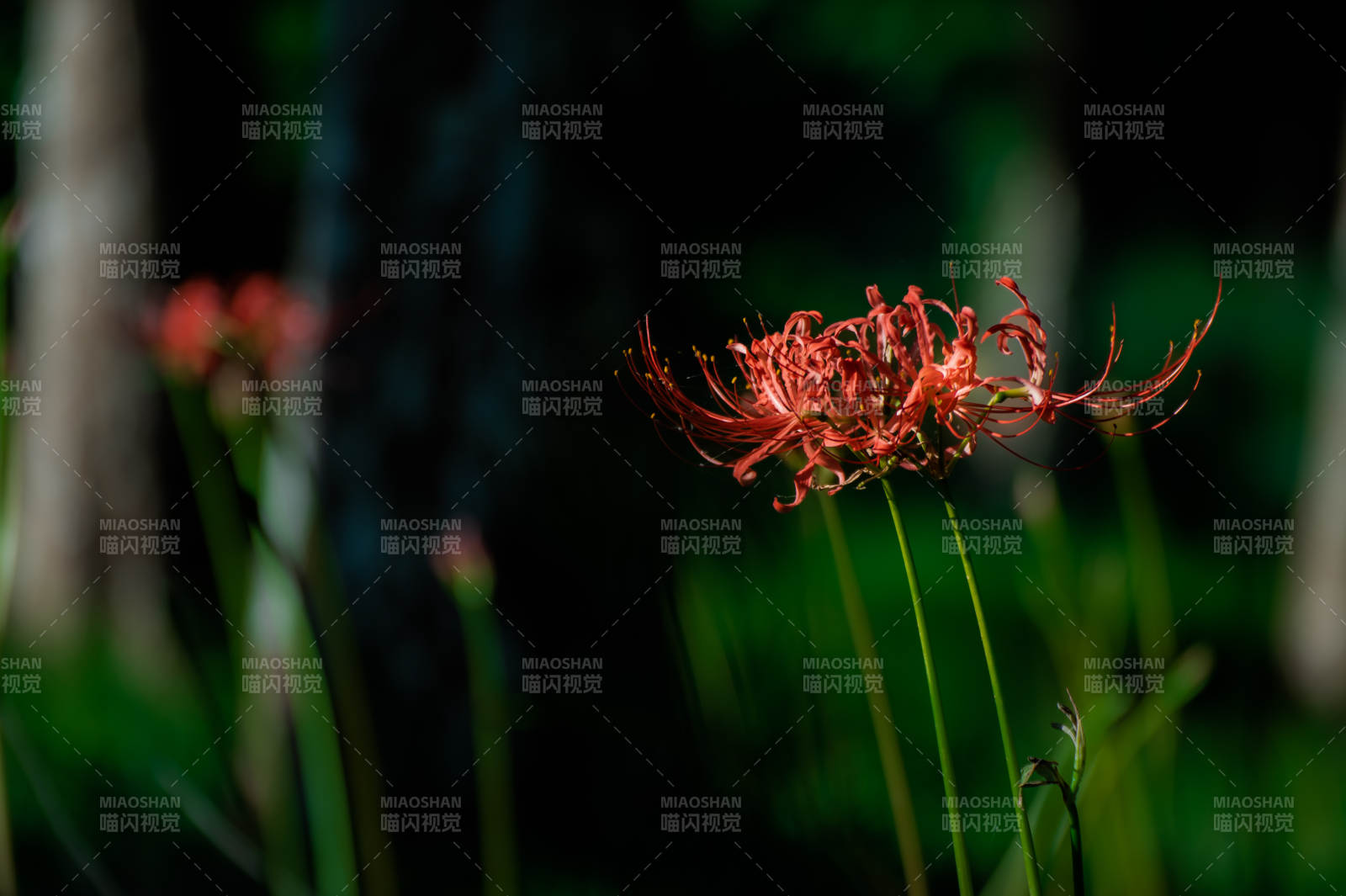 紅花彼岸 靜謐夜色中
