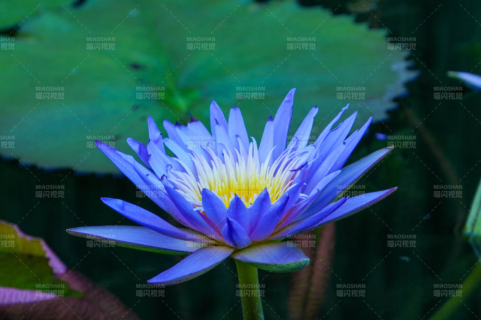 紫色蓮花綻放水中