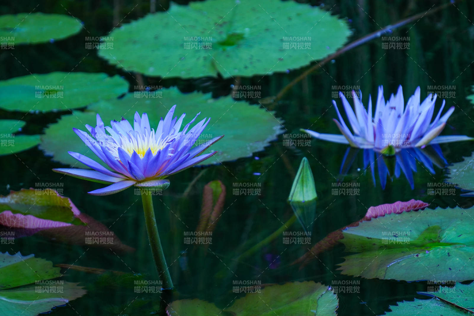 池塘中的紫色蓮花