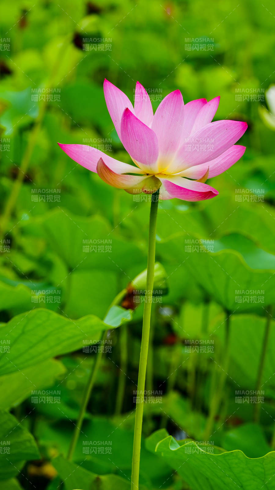 粉嫩蓮花靜謐綻放