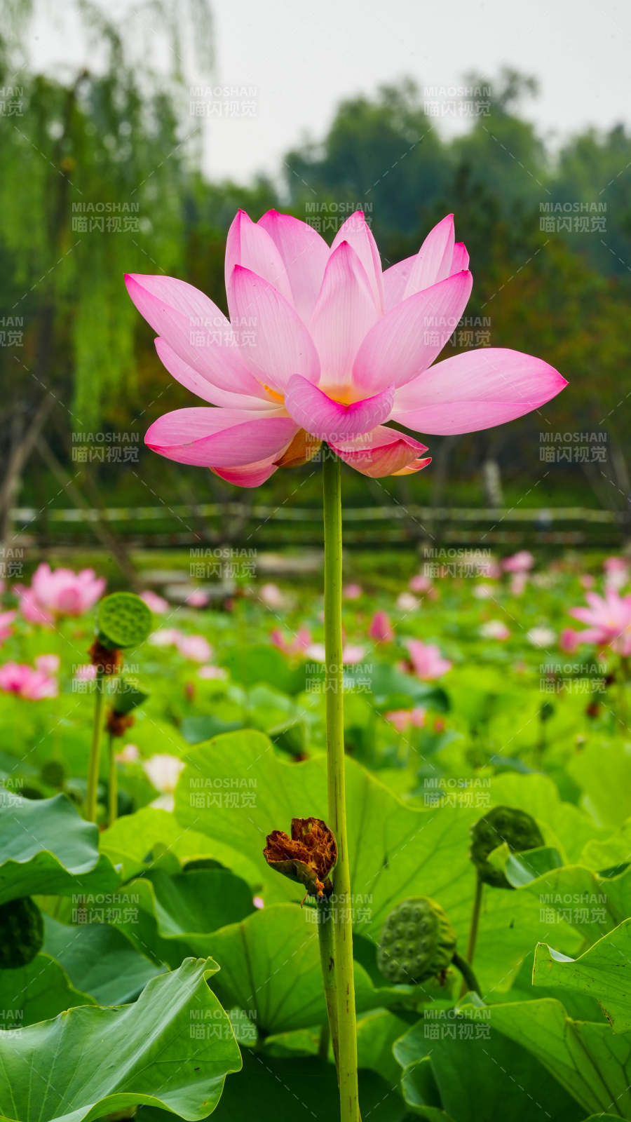 池塘中的粉色蓮花盛開
