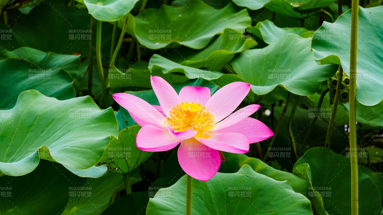 粉紅蓮花綻放綠葉間