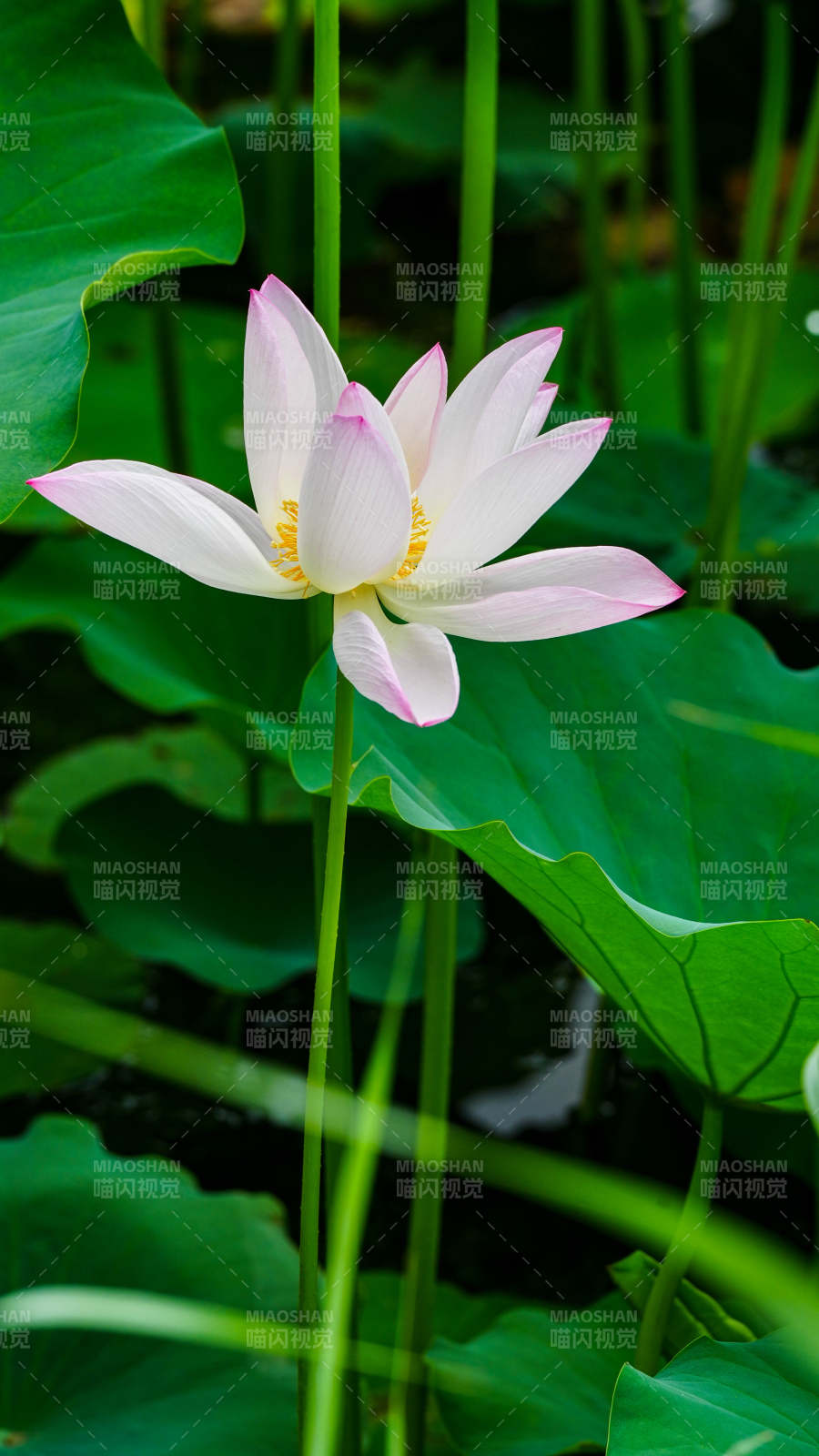 池中蓮花靜謐綻放