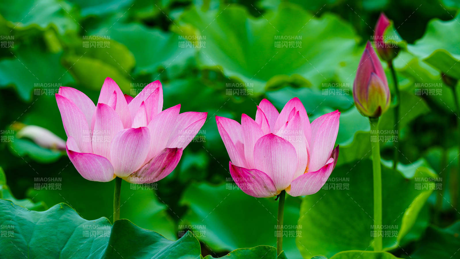 粉嫩蓮花映綠葉