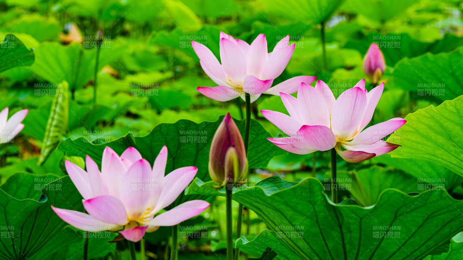 粉色蓮花綻放綠葉間