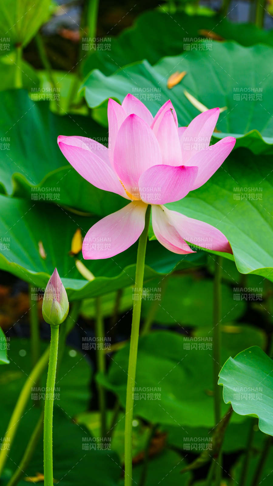 粉嫩蓮花映綠葉