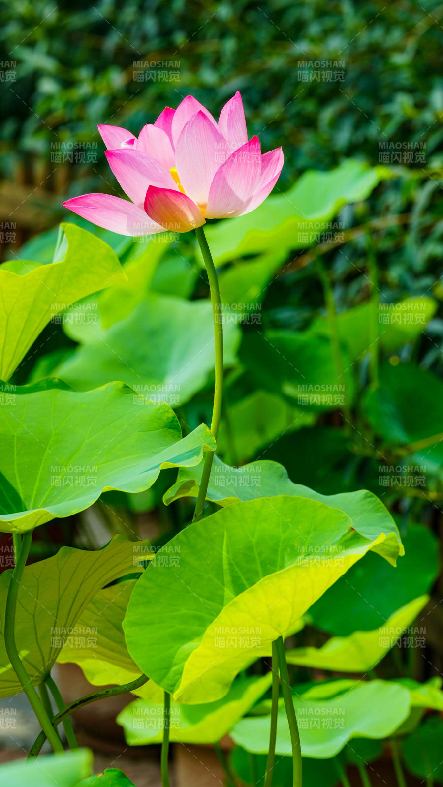 粉蓮綻放 綠葉相伴