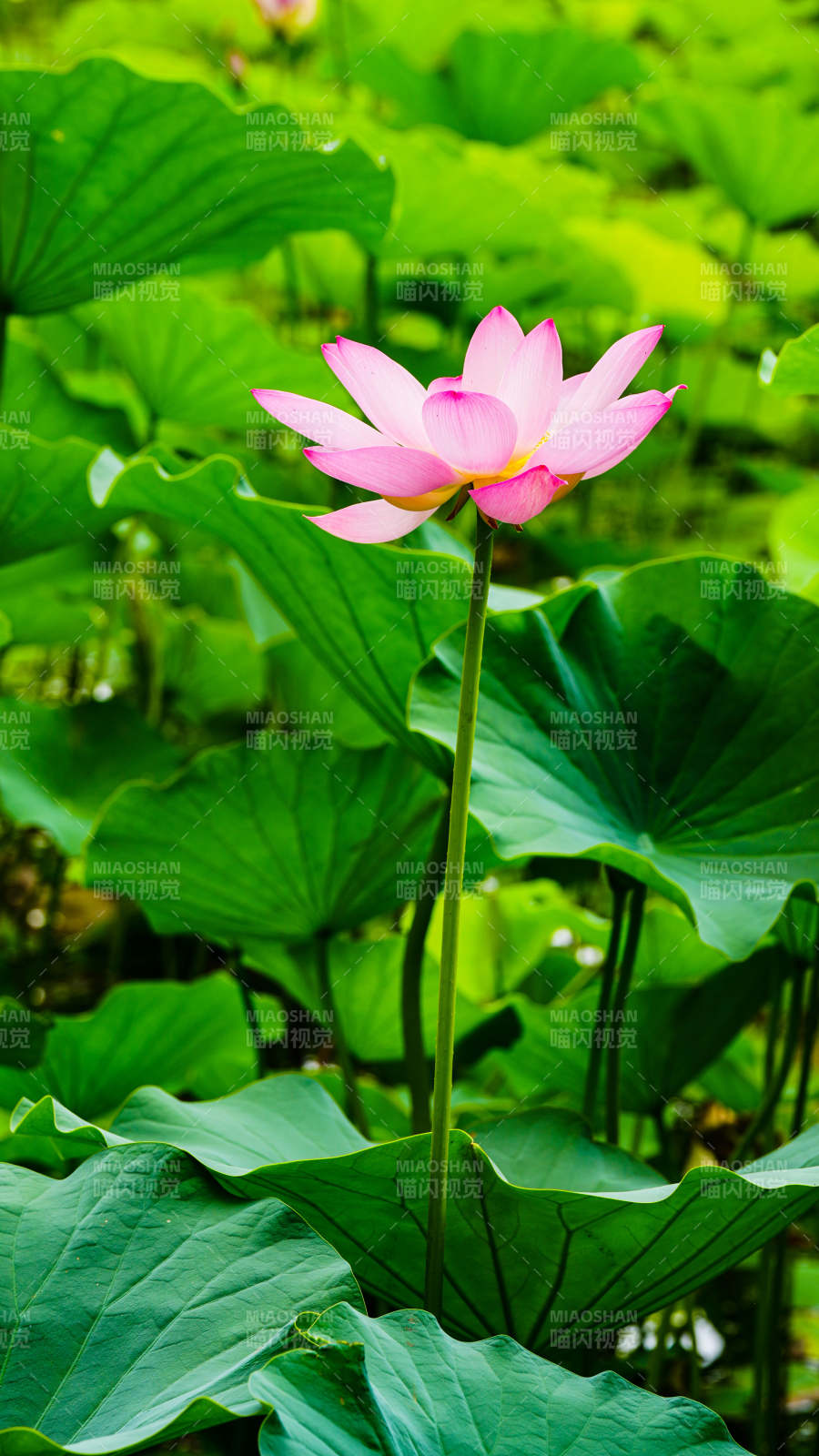 池塘中的粉色蓮花盛開