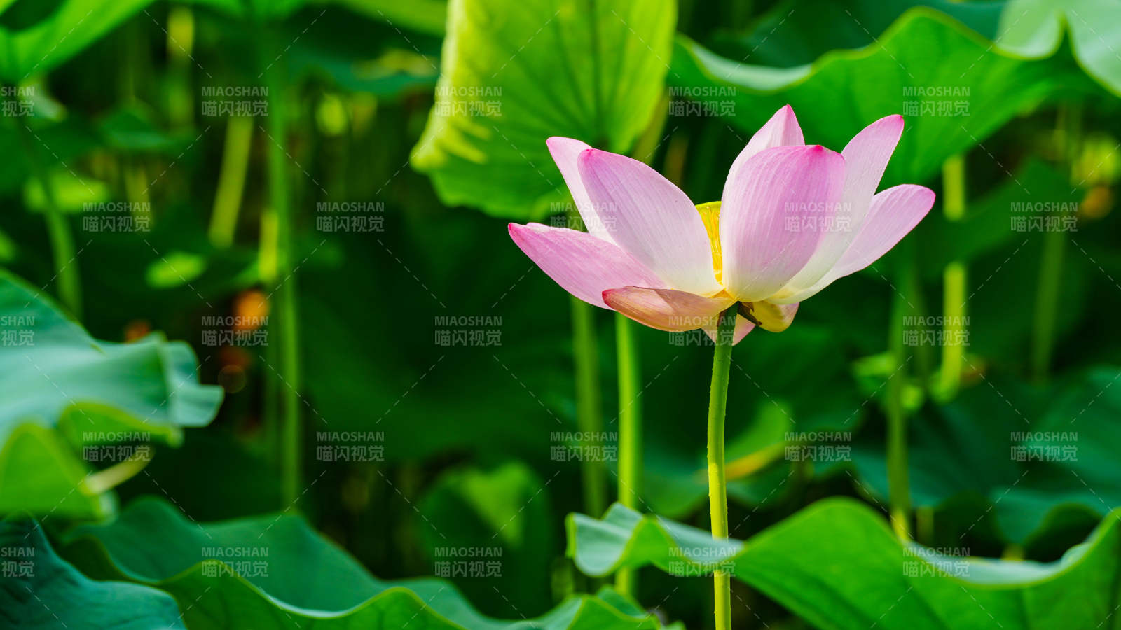 池塘中的蓮花盛開