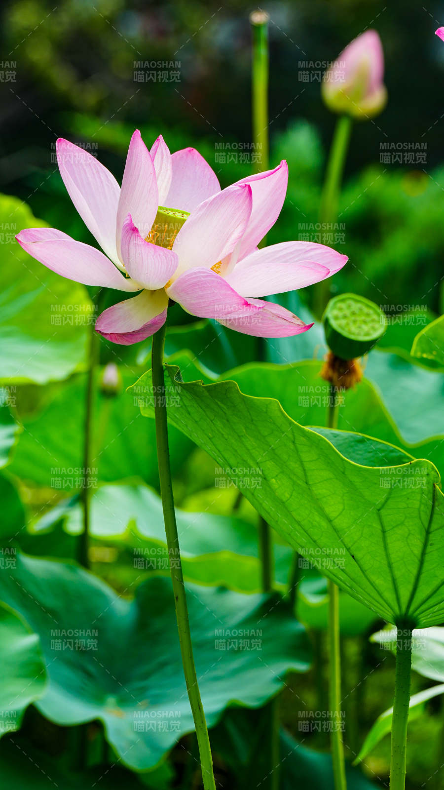 粉嫩蓮花映綠葉
