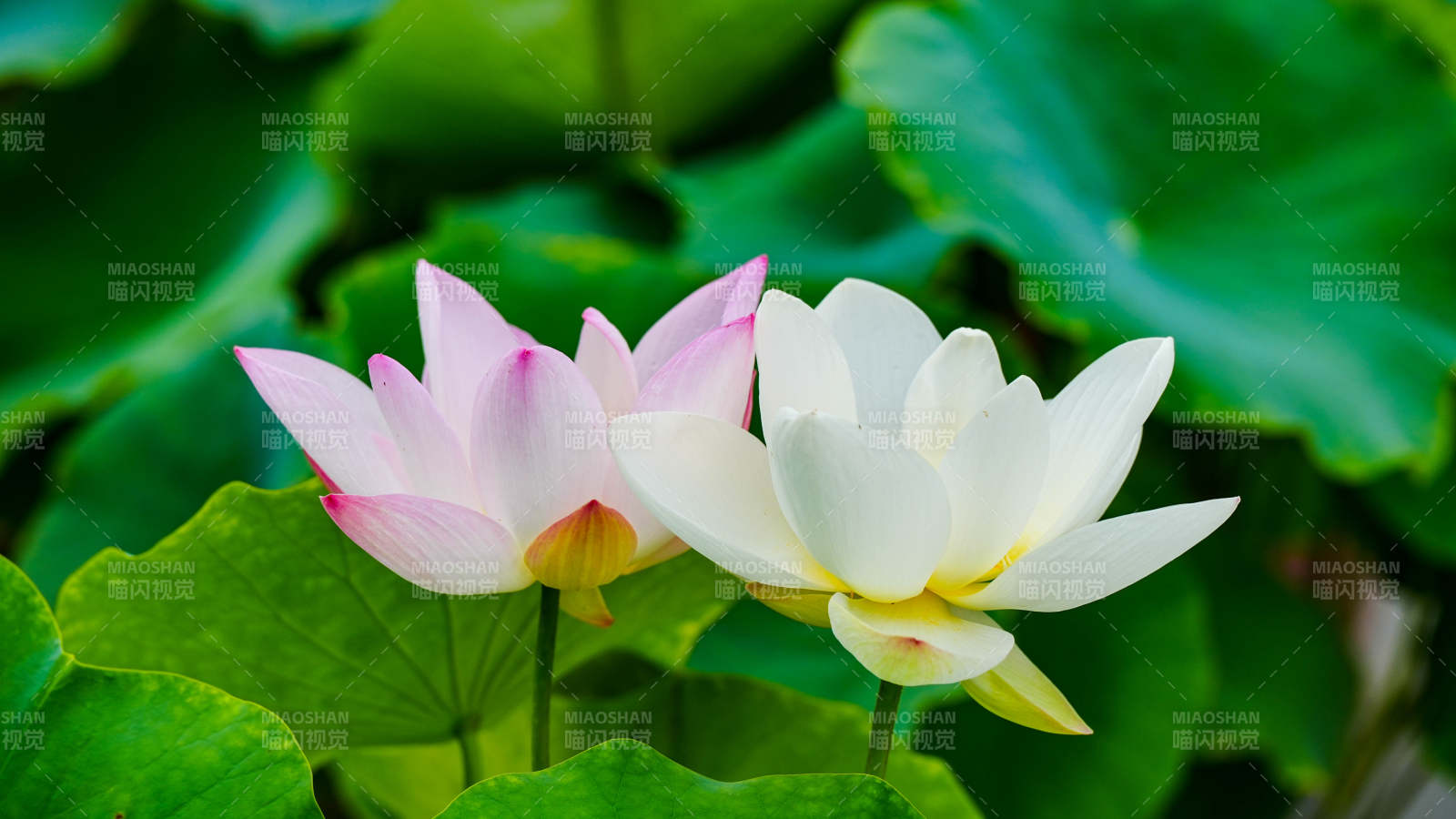 蓮花綻放 清新雅致