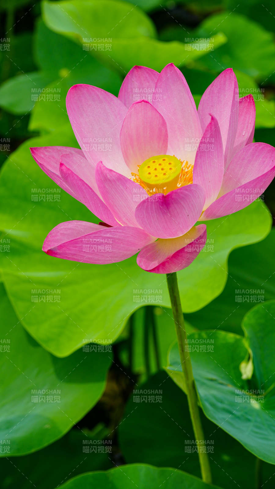 粉嫩蓮花映綠葉