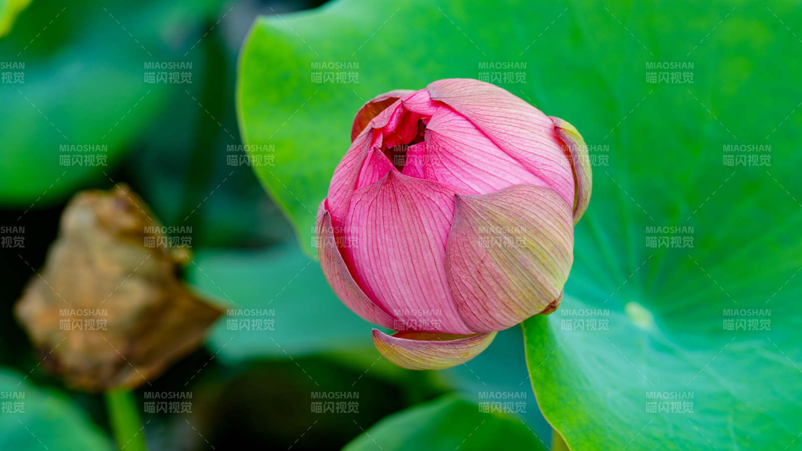 含苞待放的蓮花