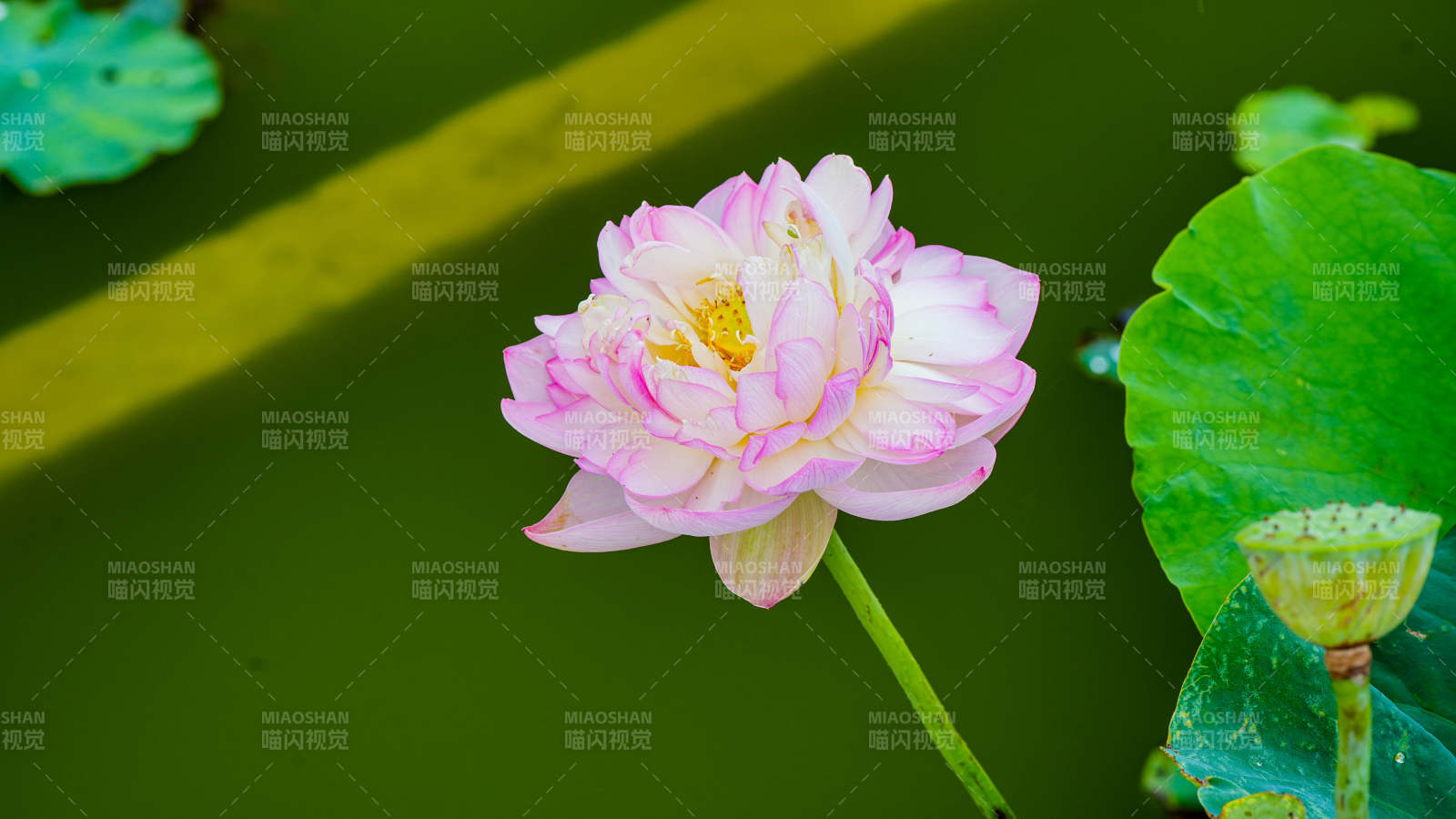 粉色蓮花靜謐綻放